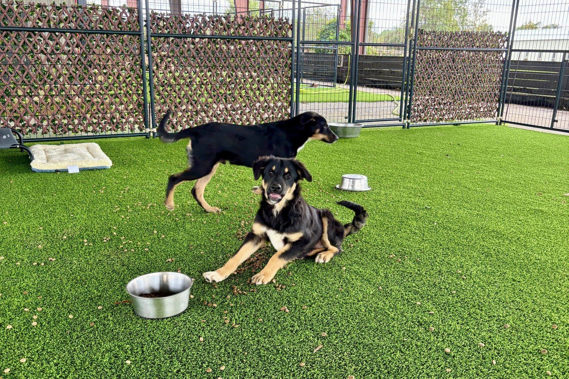 Two dogs playing on artificial grass in a backyard pet area